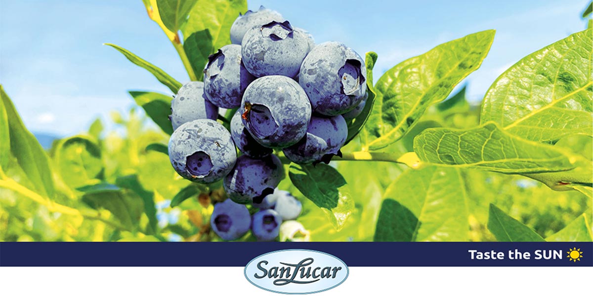 SanLucar Field Tour, alla scoperta delle varietà di mirtillo Sekoya®